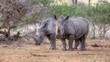 White Rhino