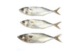 Isolated three Mackerel raw fishes