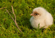 Chick