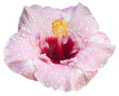 hibiscus rose