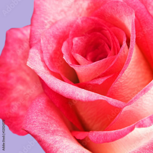 Photo: Rose Rose
