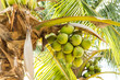coconut