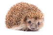 wild hedgehog isolated on white