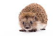 wild hedgehog isolated on white