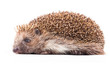 wild hedgehog isolated on white