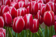 Tulpen rot &  weiß