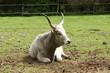 Photo: White hungarian cattle on pasture White hungarian cattle on pasture
