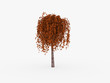 Small red leafy tree isolated