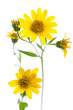 Arnika (Arnica montana) isoliert auf weißem Hintergrund