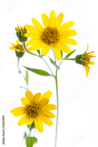 Photo: Arnika (Arnica montana) isoliert auf weißem Hintergrund Arnika (Arnica montana) isoliert auf weißem Hintergrund
