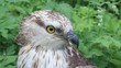 Rough-legged buzzard