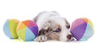 puppy border collie