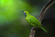 Photo: Golden-fronted leafbird on small branch,thailand Golden-fronted leafbird on small branch,thailand