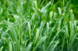 Frisches grün mit Wassertropfen
