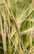 Photo: Golden wheat Golden wheat