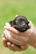 Foto: Sleeping puppy dog in woman hands Sleeping puppy dog in woman hands