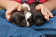 Young puppy dogs sleeping protectected