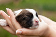 Foto: Newborn puppy dog in woman hands Newborn puppy dog in woman hands