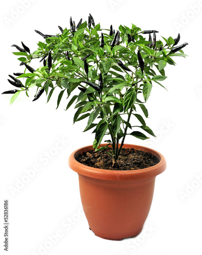 Photo: ornamental pepper grown in pots isolated on white ornamental pepper grown in pots isolated on white