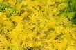 yellow decorative maple leafs background