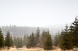 Photo: coniferous forest in fog coniferous forest in fog