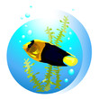 tropical fish 2