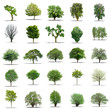 Photo: lot d'arbres sans feuilles sur fond blanc en haute définition lot d'arbres sans feuilles sur fond blanc en haute définition