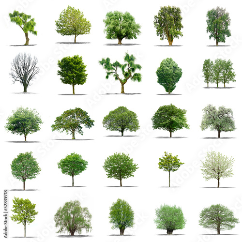 Photo: lot d'arbres sans feuilles sur fond blanc en haute définition lot d'arbres sans feuilles sur fond blanc en haute définition