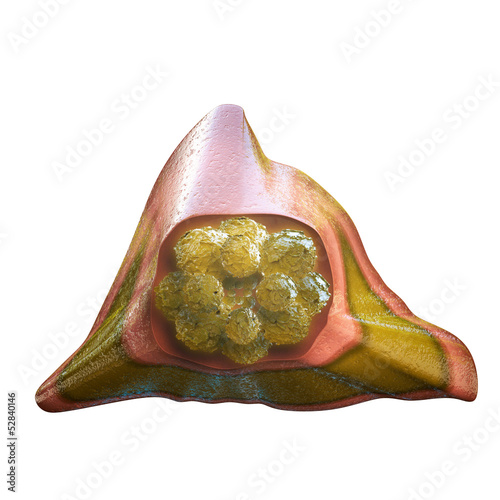 Illustration: Stammzellen im Knochenmark - 3D Render Stammzellen im Knochenmark - 3D Render