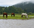 Horse Horse