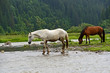 Horse Horse