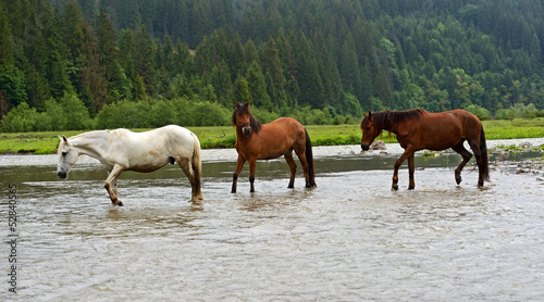 Photo: Horse Horse