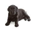 Black Labrador Retriever Puppy