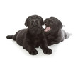Black Labrador Retriever Puppy