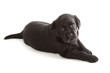 Black Labrador Retriever Puppy