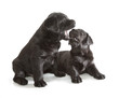 Black Labrador Retriever Puppy
