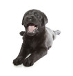 Black Labrador Retriever Puppy