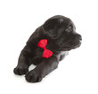 Black Labrador Retriever Puppy