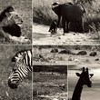 africa safari