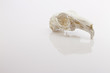 Hare skull on white background