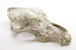 Dog skull on white background