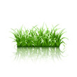 Green grass, vector