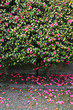 Beautiful Spring Garden