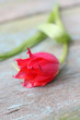 Photo: Beautiful red tulip close up Beautiful red tulip close up