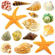 Assortment of sea shells individually isolated on white