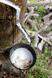 Milk of rubber tree in a bowl