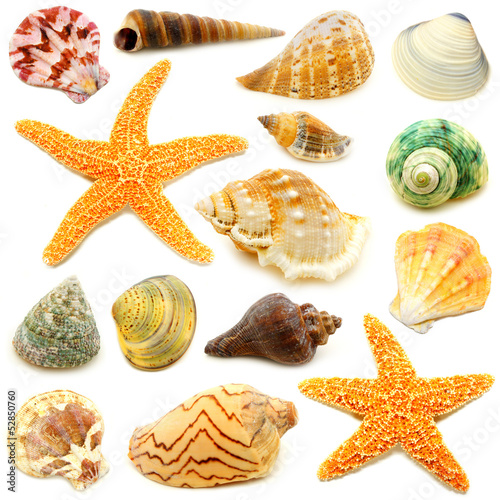 Photo: Assortment of sea shells individually isolated on white Assortment of sea shells individually isolated on white