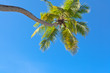 Photo: cocotier penché sur fond de ciel bleu cocotier penché sur fond de ciel bleu