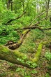An old tree trunk lying in green forest