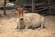 lying cow